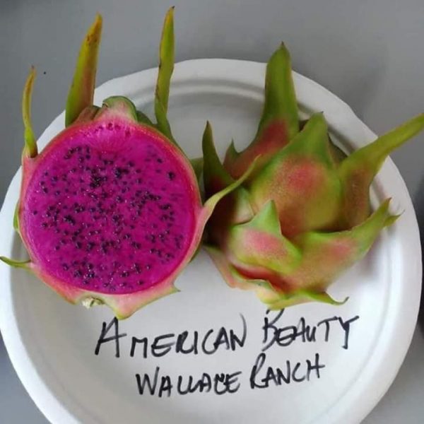 Pitaya American Beauty